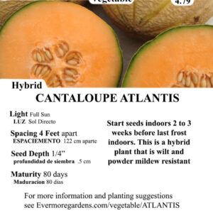 Evermore Gardens Cantaloupe Atlantis Cantaloupe Atlantis Hybrid Seeds