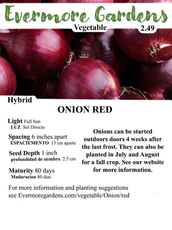 Evermore Gardens Red Onion Red Onion Hybrid Seeds