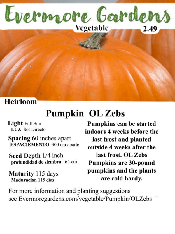 Evermore Gardens A deep orange OL' Zeb's Pumpkin with ribbed exterior, ready for cooking or carving
