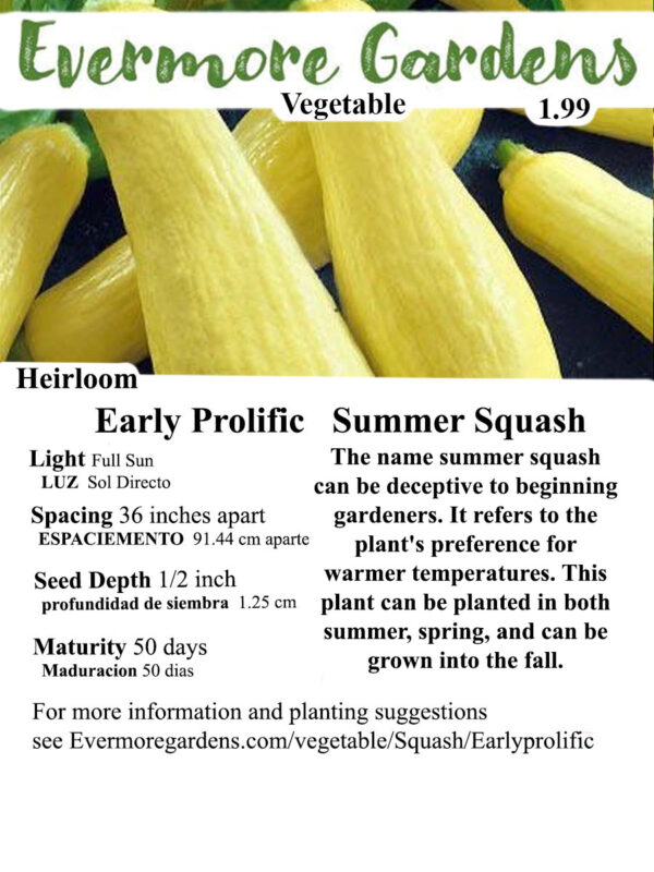 Evermore Gardens Early Prolific Summer Squash Early Prolific Summer Squash Heirloom Seeds