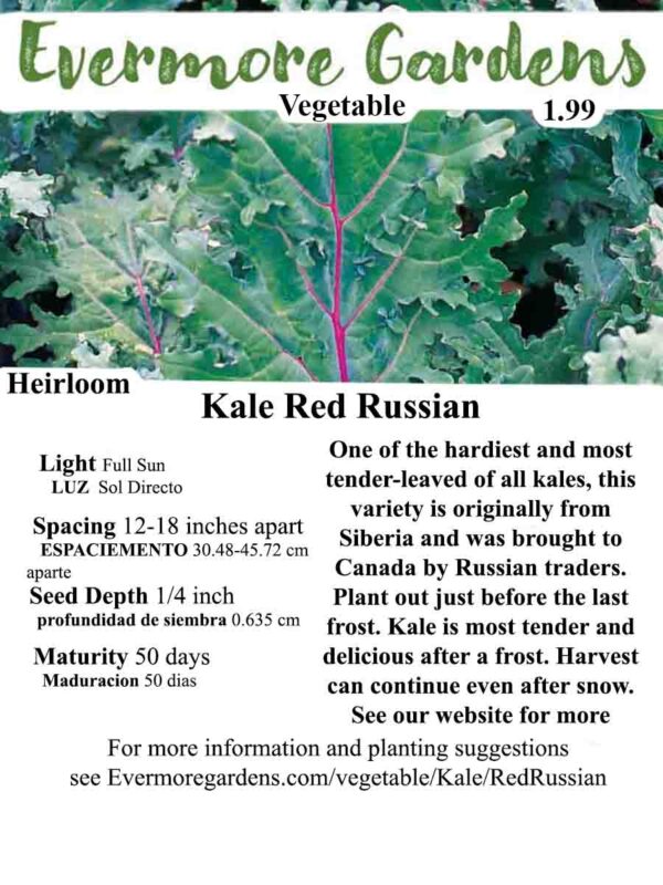 Evermore Gardens Kale Red Russian Heirloom Seeds