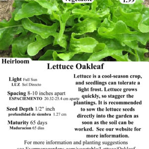 Evermore Gardens Oak Leaf Lettuce - Green Lettuce Heirloom Seeds