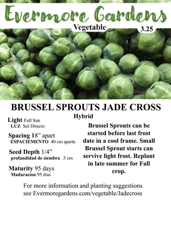 Evermore Gardens Brussel Sprouts Jade Cross Brussel Sprouts Hybrid Seeds