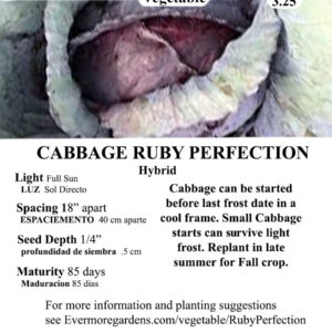 Evermore Gardens Cabbage Ruby Perfection Ruby Red Perfection Cabbage Hybrid Seeds