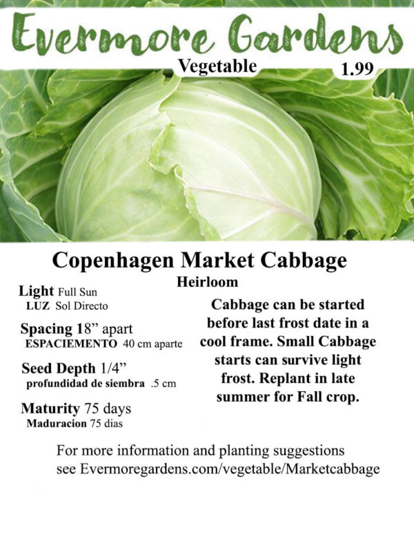 Evermore Gardens Copenhagen Market Cabbage Copenhagen Market Cabbage Heirloom Seeds
