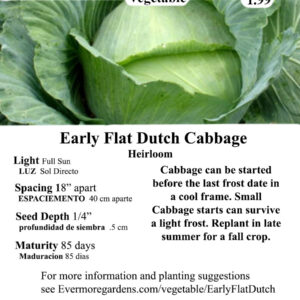 Evermore Gardens Early Flat Dutch Cabbage Early Flat Dutch Cabbage Heirloom Seeds