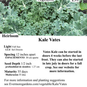 Evermore Gardens Vates Kale in a garden setting with blue-green leaves and a slight purple hue.