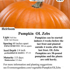 Evermore Gardens A deep orange OL' Zeb's Pumpkin with ribbed exterior, ready for cooking or carving