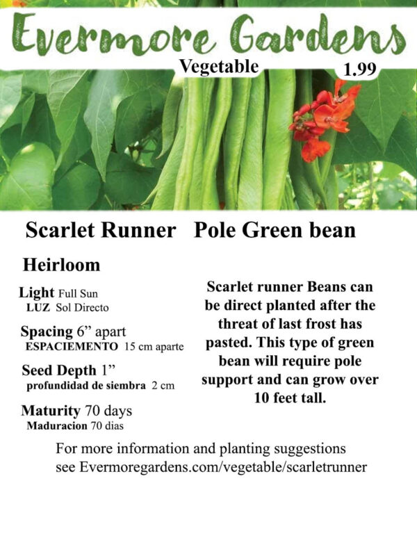 Evermore Gardens Vibrant red scarlet runner green beans growing on a vine