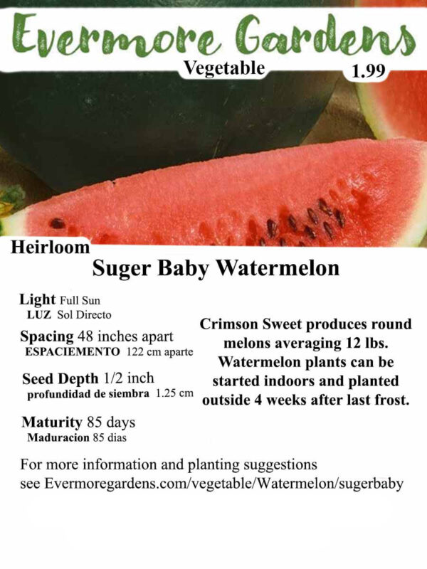 Evermore Gardens Sugar Baby Watermelon ripe and ready to harvest from a garden