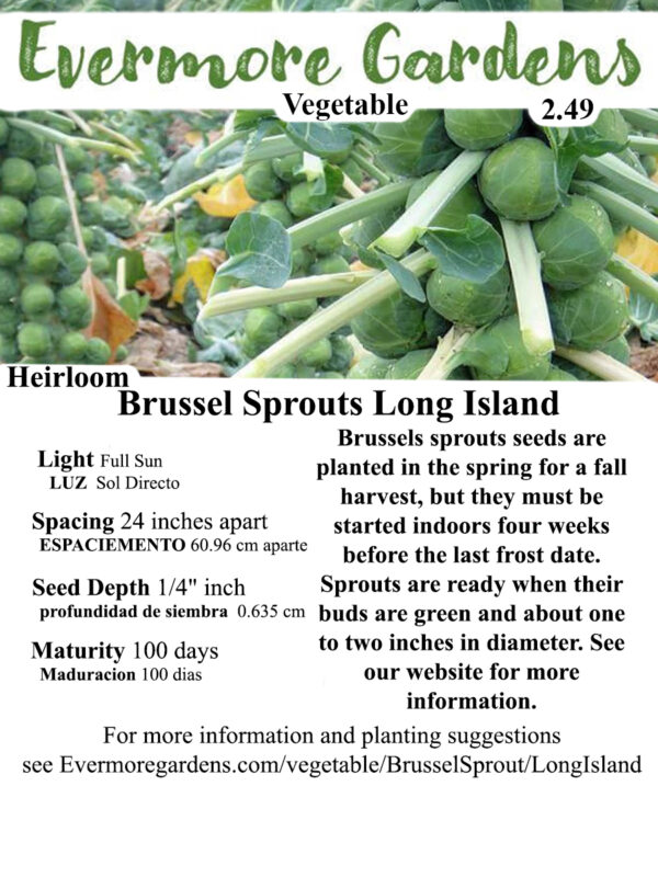 Evermore Gardens Brussel Sprouts Long Island Brussel Sprouts Heirloom Seeds