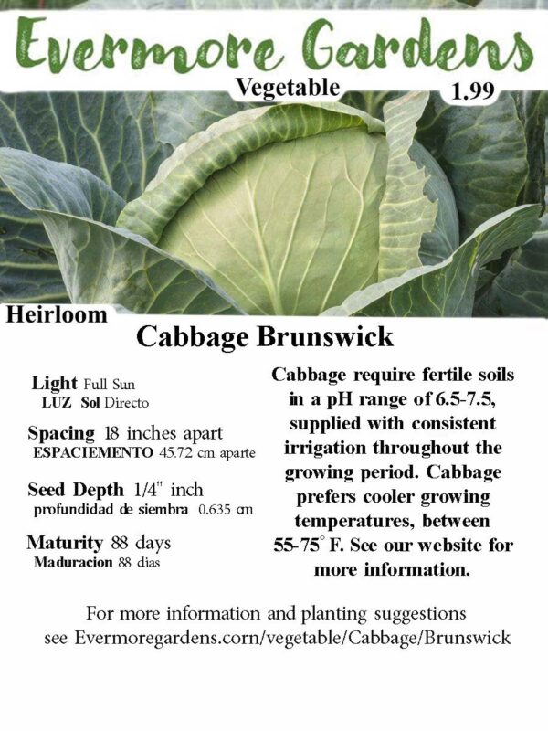 Evermore Gardens Cabbage Brunswick Heirloom Seeds