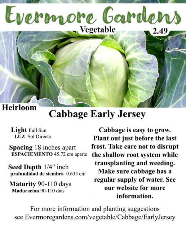 Evermore Gardens Cabbage Early Jersey Heirloom Seeds