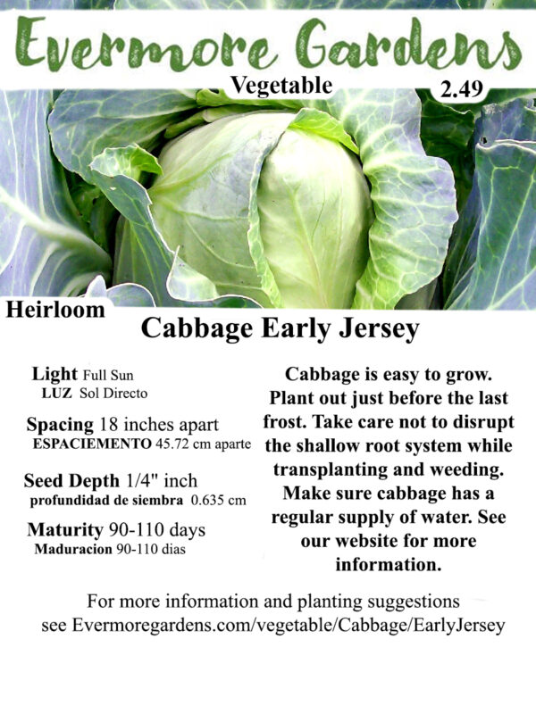 Cabbage Early Jersey Evermore Gardens