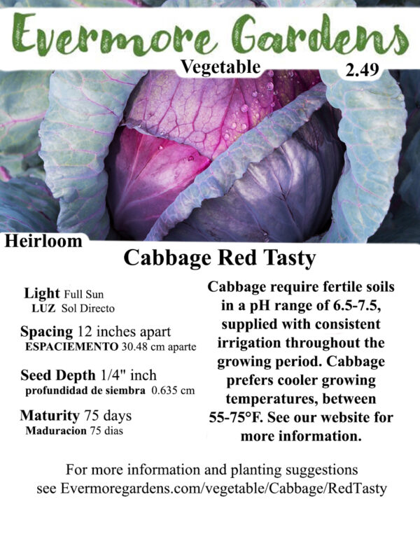 Evermore Gardens Cabbage Tasty Red Cabbage Heirloom Seeds