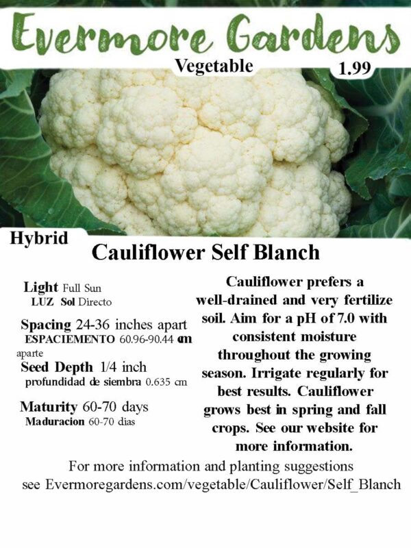 Evermore Gardens Cauliflower Self Blanche Hybrid Seeds