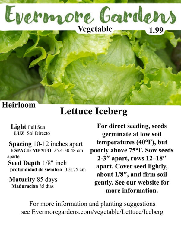 Evermore Gardens Iceberg Lettuce - Head, Green Lettuce Heirloom Seeds