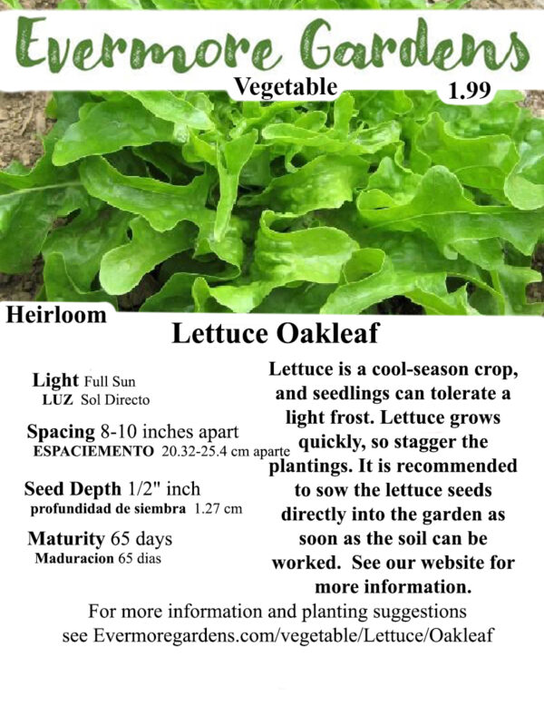 Evermore Gardens Oak Leaf Lettuce - Green Lettuce Heirloom Seeds