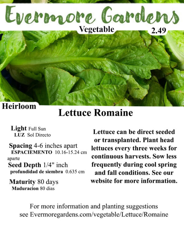 Evermore Gardens Romaine Lettuce -Green Lettuce Heirloom Seeds